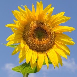 Meet your Posher, Anita